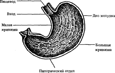 Строение желудка человека анатомия с латынью