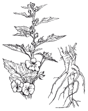 Мальвовые диаграмма цветка