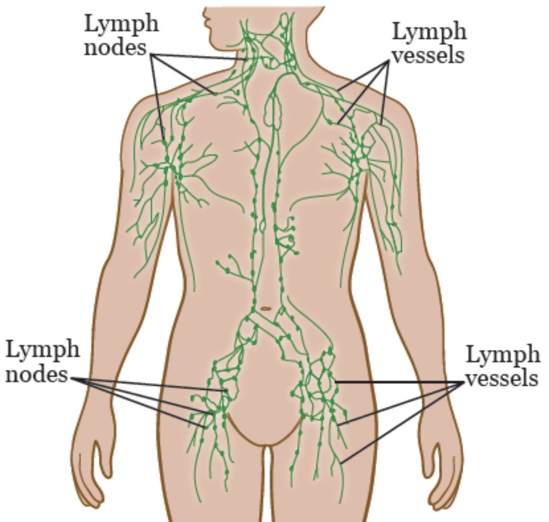 Лимфоузлы кисти. Лимфатические узлы расположение. Лимфатические узлы схема расположения. Расположение лимфатических узлов на теле человека схема. Лимфатические узлы на теле человека схема женский.