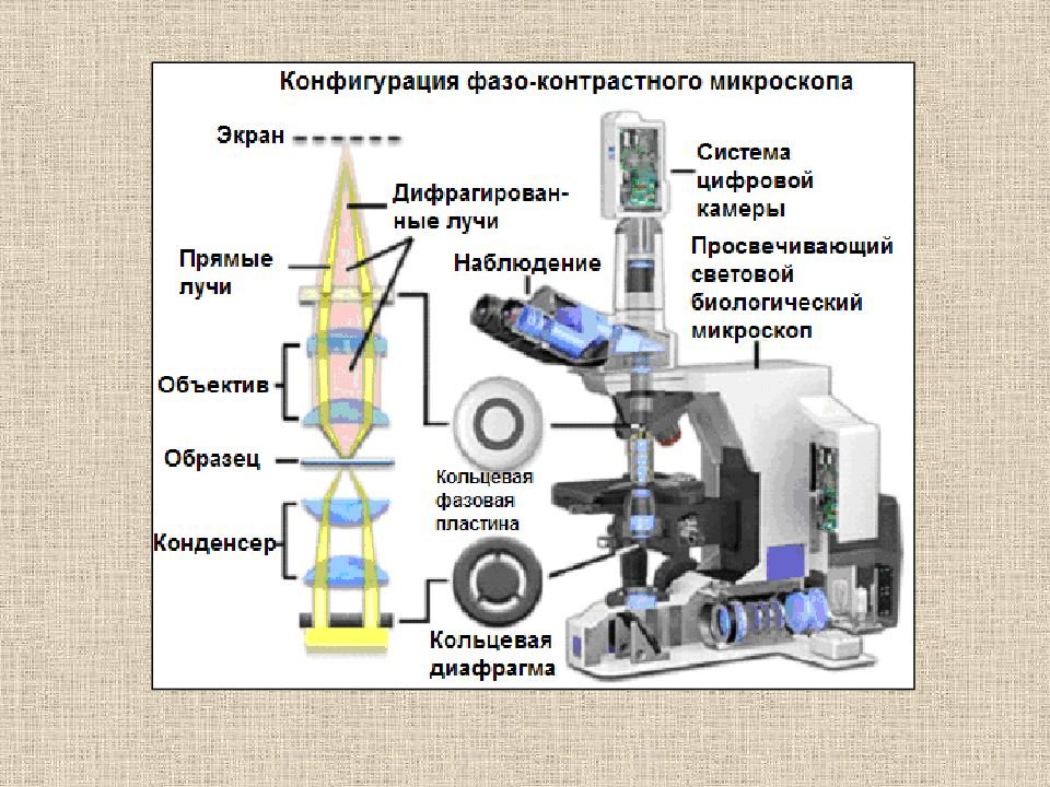 Схема электронного микроскопа