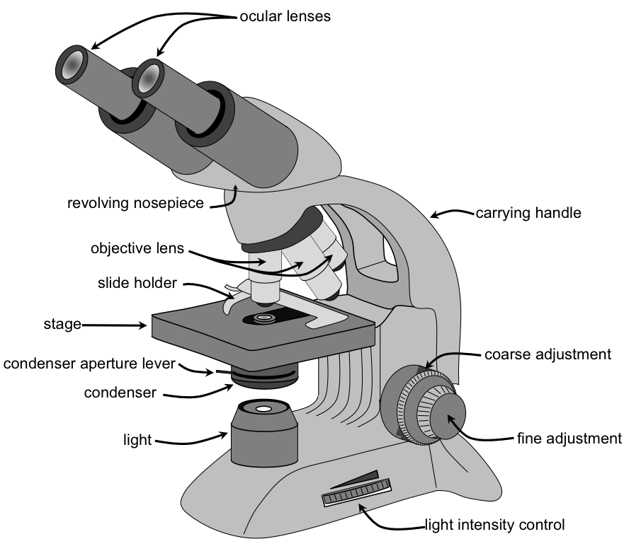 Какая часть цифрового микроскопа обозначена буквой а. Бинокулярный микроскоп схема. Бинокулярный микроскоп строение. Стереоскопический микроскоп строение. Чертежи камеры иммерсионного микроскопа.