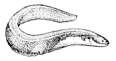 Морские чудовища раскраска