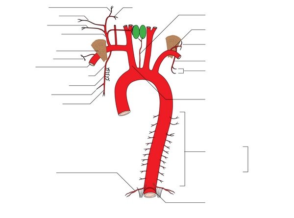 Хирургическая анатомия аорты