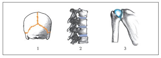 Строение скелета типы соединения костей