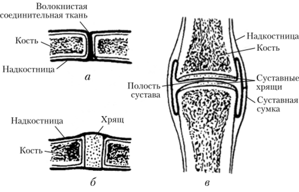 Строение и соединение костей