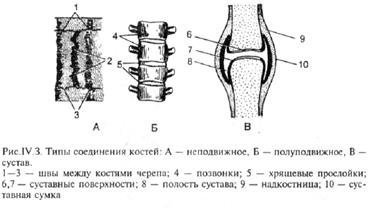 Соединение костей неподвижные полуподвижные
