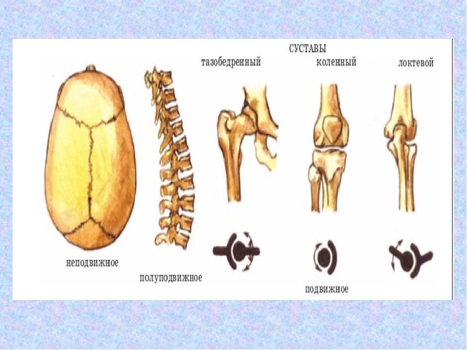 Подвижные и полуподвижные кости. Типы костей. Типы костей человека. Типы костей с примерами. Типы соединения костей человека.