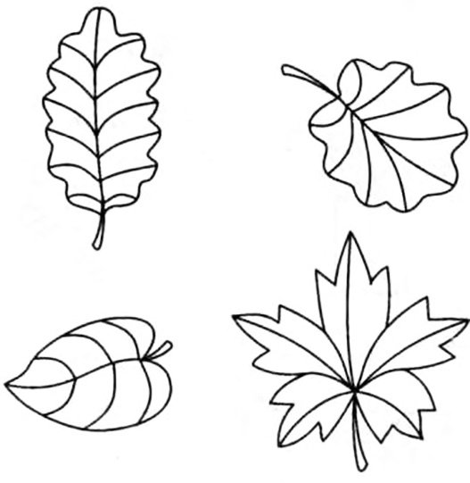 Раскраска листья лиственных деревьев