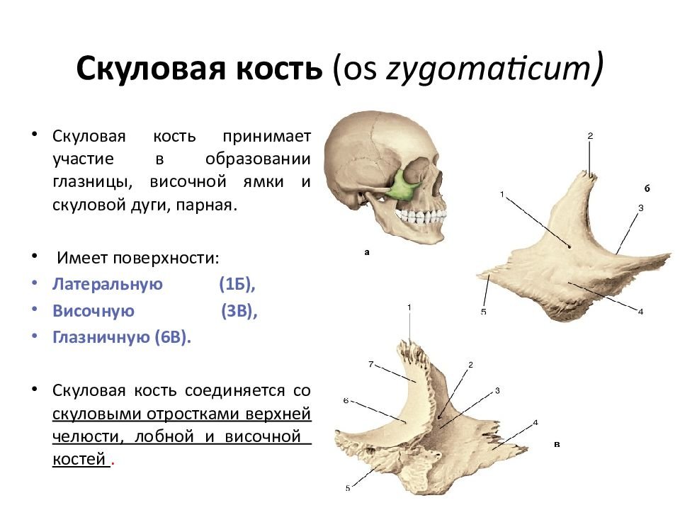 К какому отделу черепа относится скуловая кость. Скуловая кость черепа функция. Скуловая кость (os zygomaticum). Скуловая кость черепа анатомия костей. Скуловая кость, анатомические структуры..