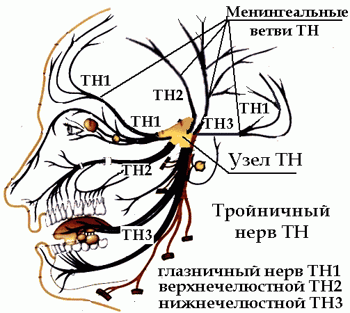 Ветви тройничного нерва таблица