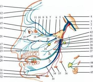 Черепно мозговые нервы тройничный нерв