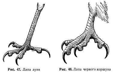Скелет лапы курицы