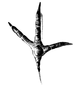 Куриная нога рисунок