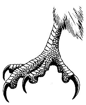 Куриная лапа мультяшная