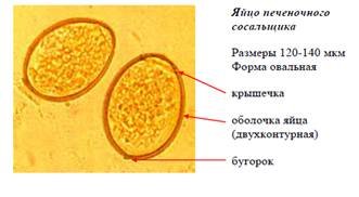 Печеночный сосальщик схема
