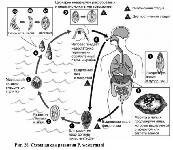 Строение яйца печеночного сосальщика
