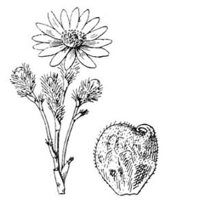 Адонис весенний фото нарисовать