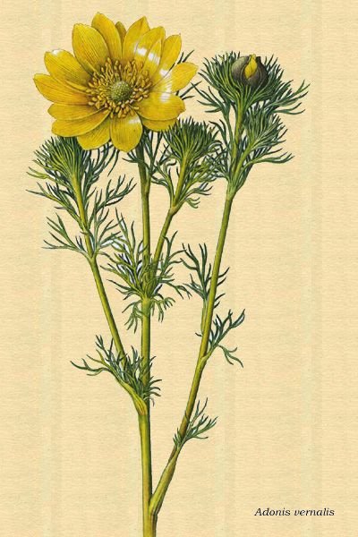 Горицвет весенний