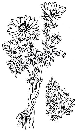 Горицвет весенний Фармакогнозия