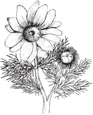 Адонис весенний ботаника