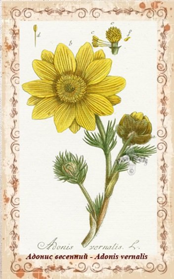 Адонис весенний ботаника