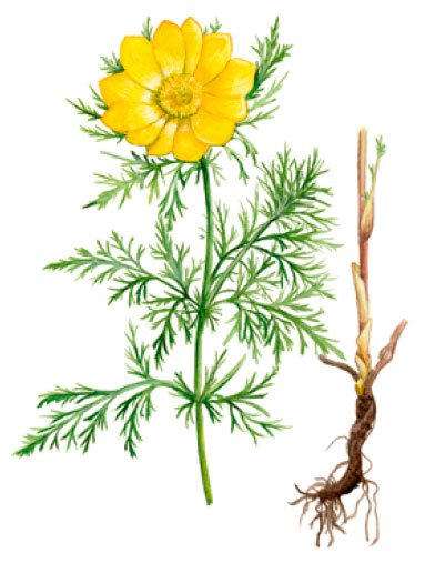 Горицвет весенний ГФ