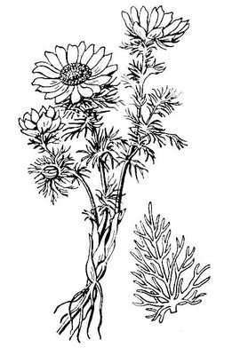 Адонис весенний Фармакогнозия