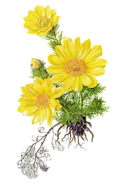 Горицвет, адонис весенний черно белый