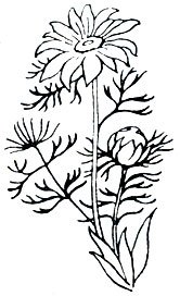 Горицвет весенний корень