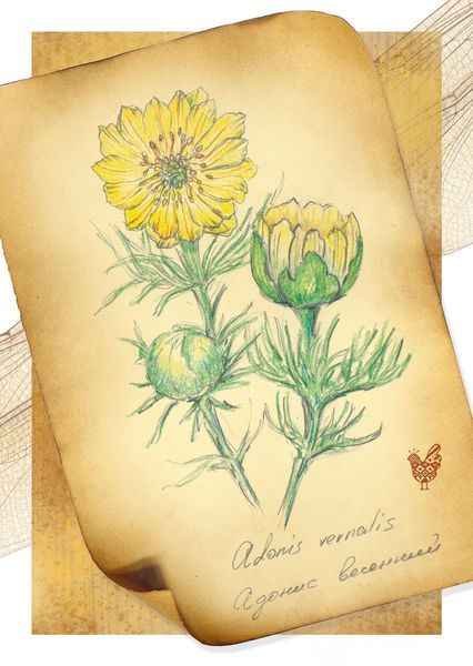 Адонис весенний плод растения