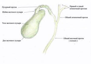 Желчный пузырь с протоками анатомия