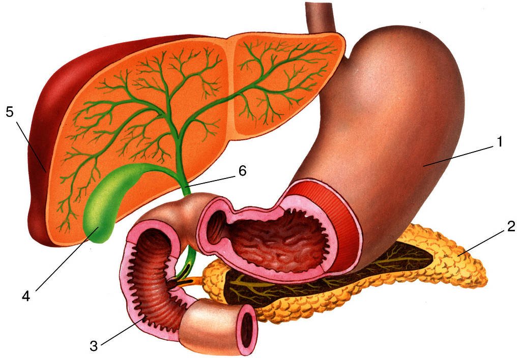 Кишечник желчный пузырь печень. Печень двенадцатиперстная кишка поджелудочная железа. Поджелудочная железа 3д анатомия. Печень и поджелудочная железа анатомия.