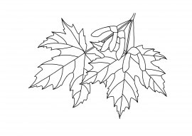 Ветка клена раскраска