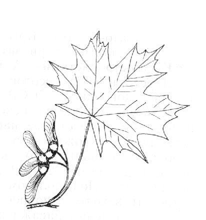 Ветка клена без фона