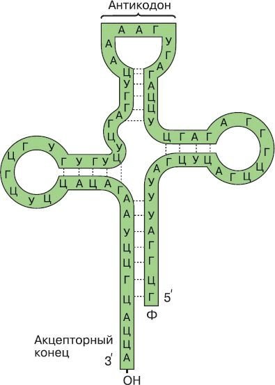 Схема строения ТРНК рисунок