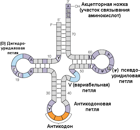 Структурная формула ТРНК