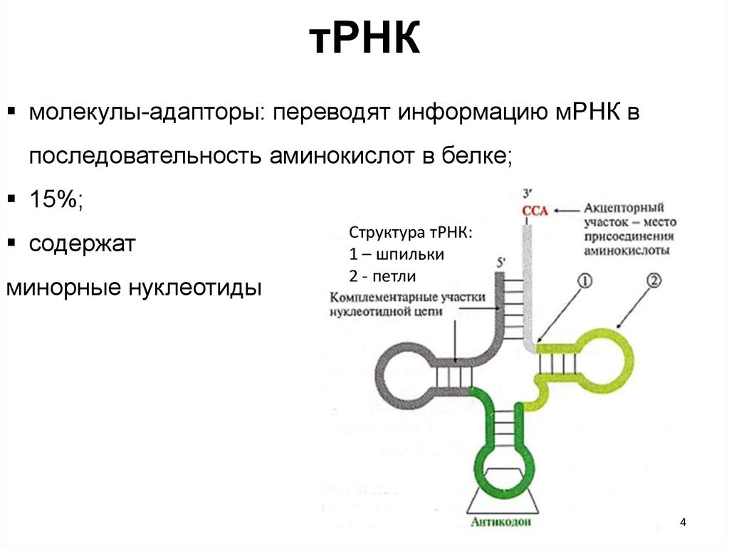 Молекула информационной рнк. Структурная формула ТРНК. ТРНК строение петли. Строение ТРНК Центральная петля. Строение вторичной структуры ТРНК.