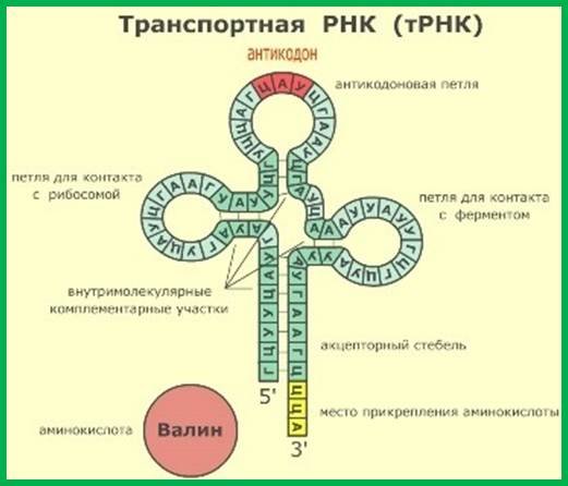 Строение транспортной РНК биохимия