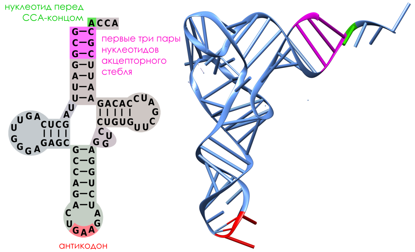 Молекула рнк построена. Транспортная РНК 3д модель. Центральная петля ТРНК. Т РНК строение. Строение транспортной РНК.