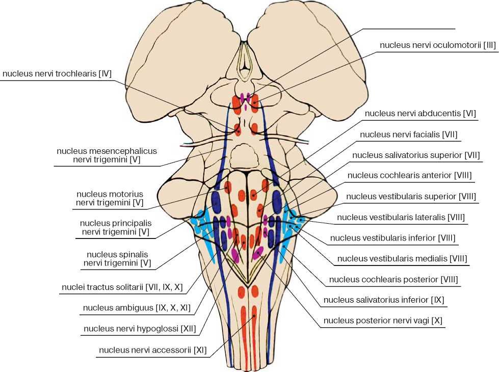 Средний мозг черепно мозговые нервы. Ромбовидная ямка ядра черепных нервов. Проекция ядер на ромбовидную ямку схема. Проекция ядер черепных нервов на ромбовидную ямку. 12 Пар черепно мозговых нервов ромбовидная ямка.