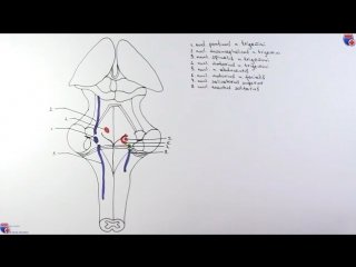 Ромбовидная ямка анатомия ядра Кафаров