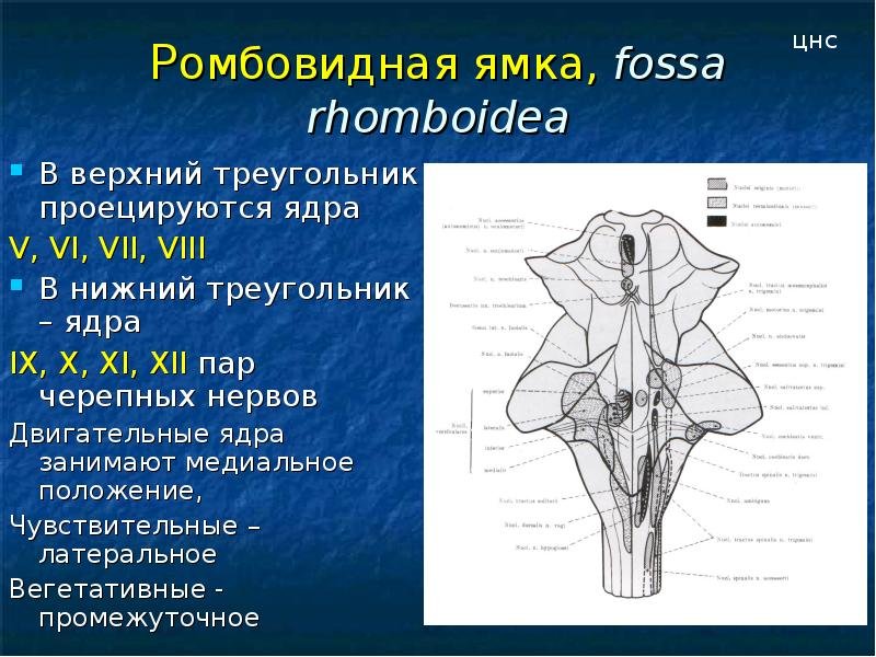 Ромбовидная ямка черепные нервы. Ромбовидный мозг. Ромбовидная ямка анатомия рисунок. Пищеварительное ядро продолговатого мозга. Блуждающий нерв в черепной ямке.