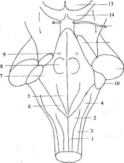 Головной мозг ствол мозга продолговатый мозг строение
