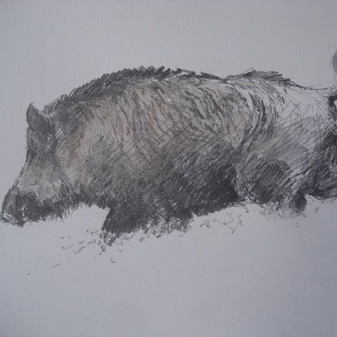 Зарисовать шерсть кабана
