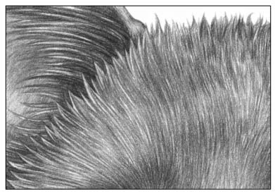 Рисование шерсти животных