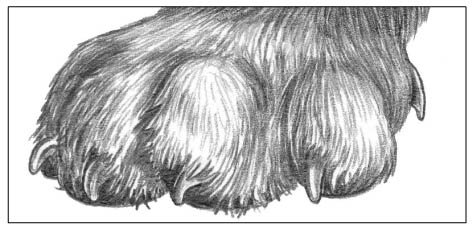 Marcello Pettineo картины