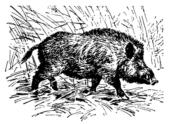 Хвост кабана рисунок