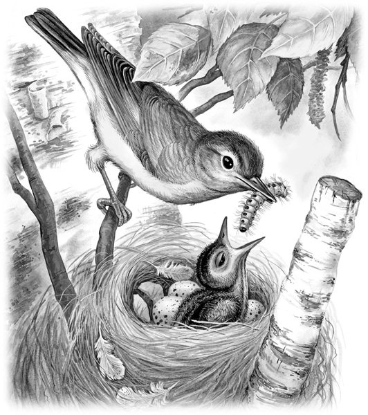 Виталий Бианки Подкидыш