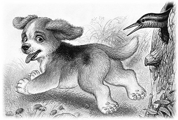 Виталий Бианки иллюстрации Чарушина