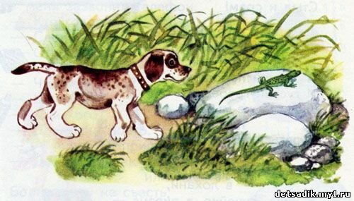 Бианки рисунки (50 фото)